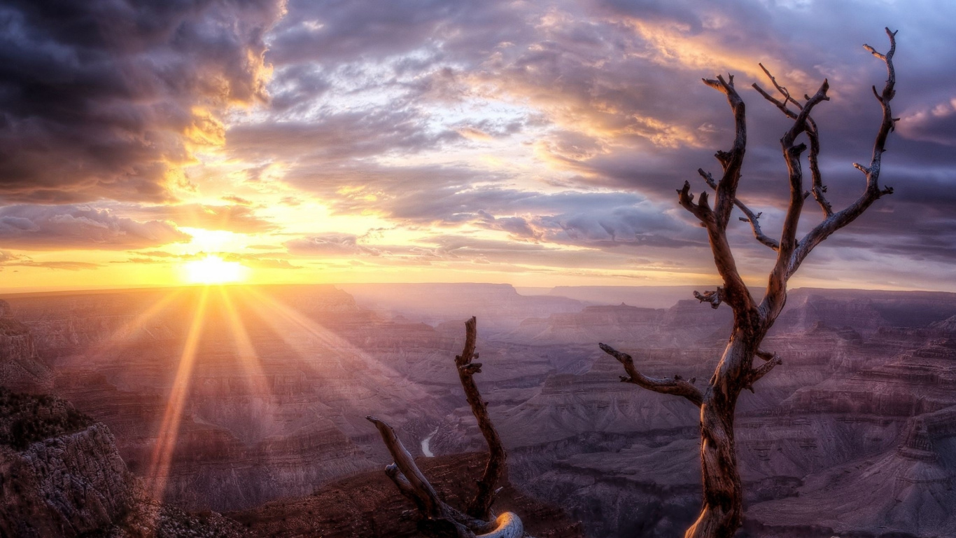 Arbre Sans Feuilles Sur le Terrain D'herbe Brune Pendant le Coucher du Soleil. Wallpaper in 1366x768 Resolution