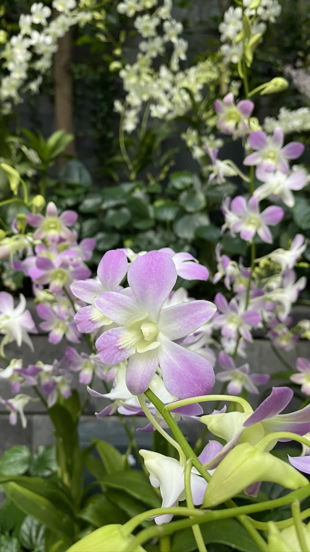 菌群, 显花植物, 石斛, 桔梗家庭, 科学 壁纸 1080x1920 允许