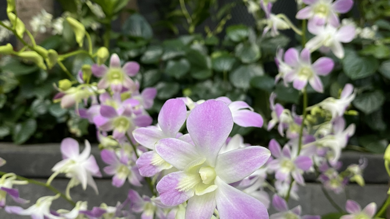 菌群, 显花植物, 石斛, 桔梗家庭, 科学 壁纸 1280x720 允许