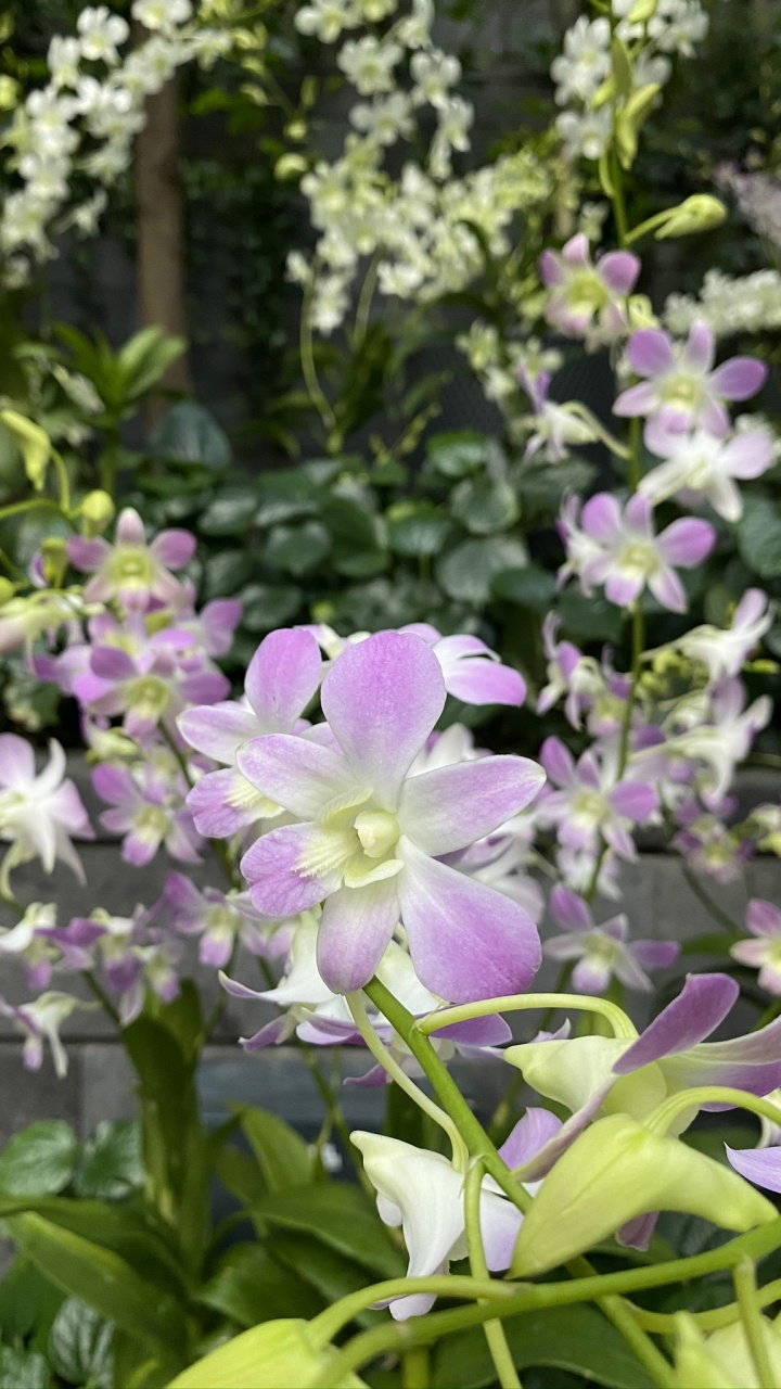 菌群, 显花植物, 石斛, 桔梗家庭, 科学 壁纸 720x1280 允许