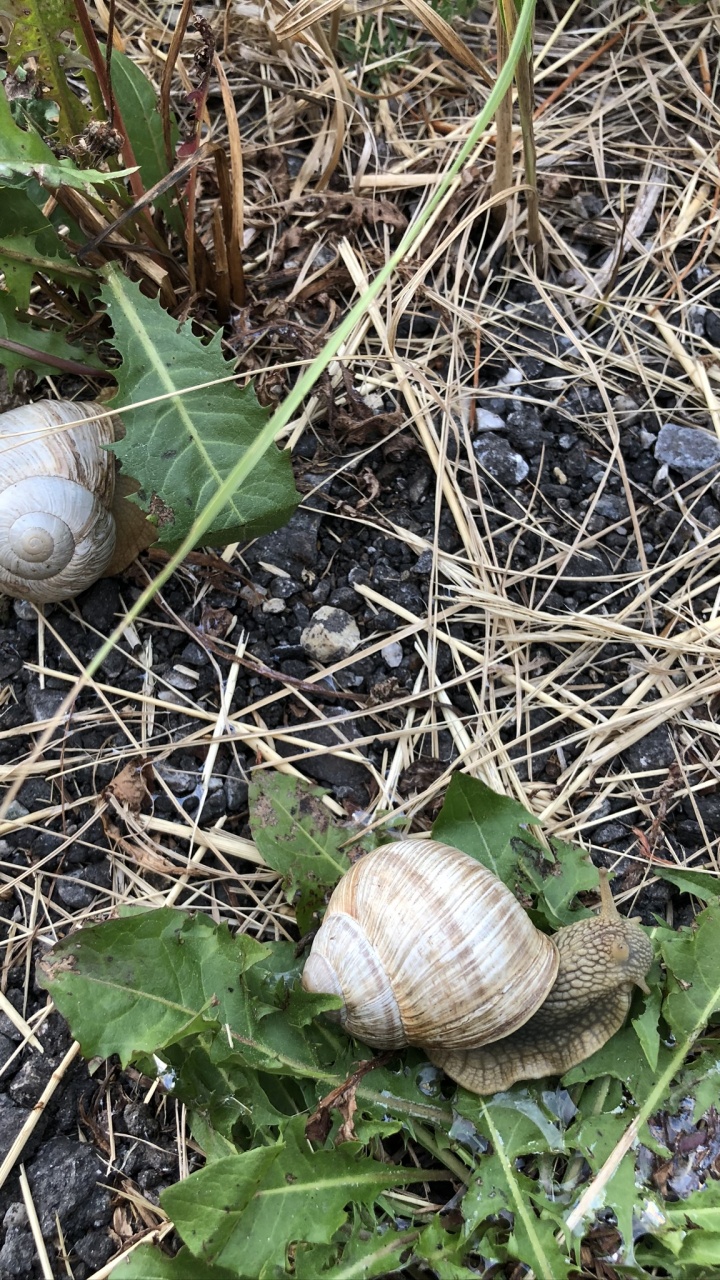 Caracol, Caracoles, Los Animales Terrestres, Biología, Ciencia. Wallpaper in 720x1280 Resolution