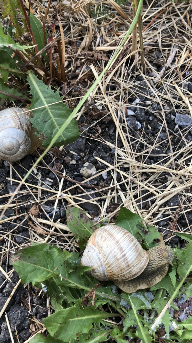 Schnecke, Schnecken, Terrestrische Tier, Biologie, Wissenschaft. Wallpaper in 750x1334 Resolution