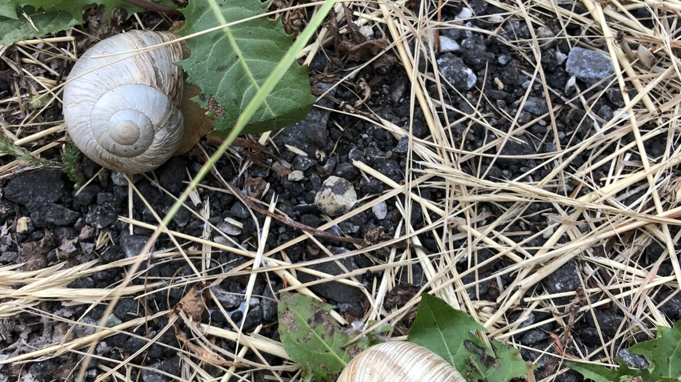 Snail, Schnecken, Terrestrial Animal, Biology, Science. Wallpaper in 1366x768 Resolution