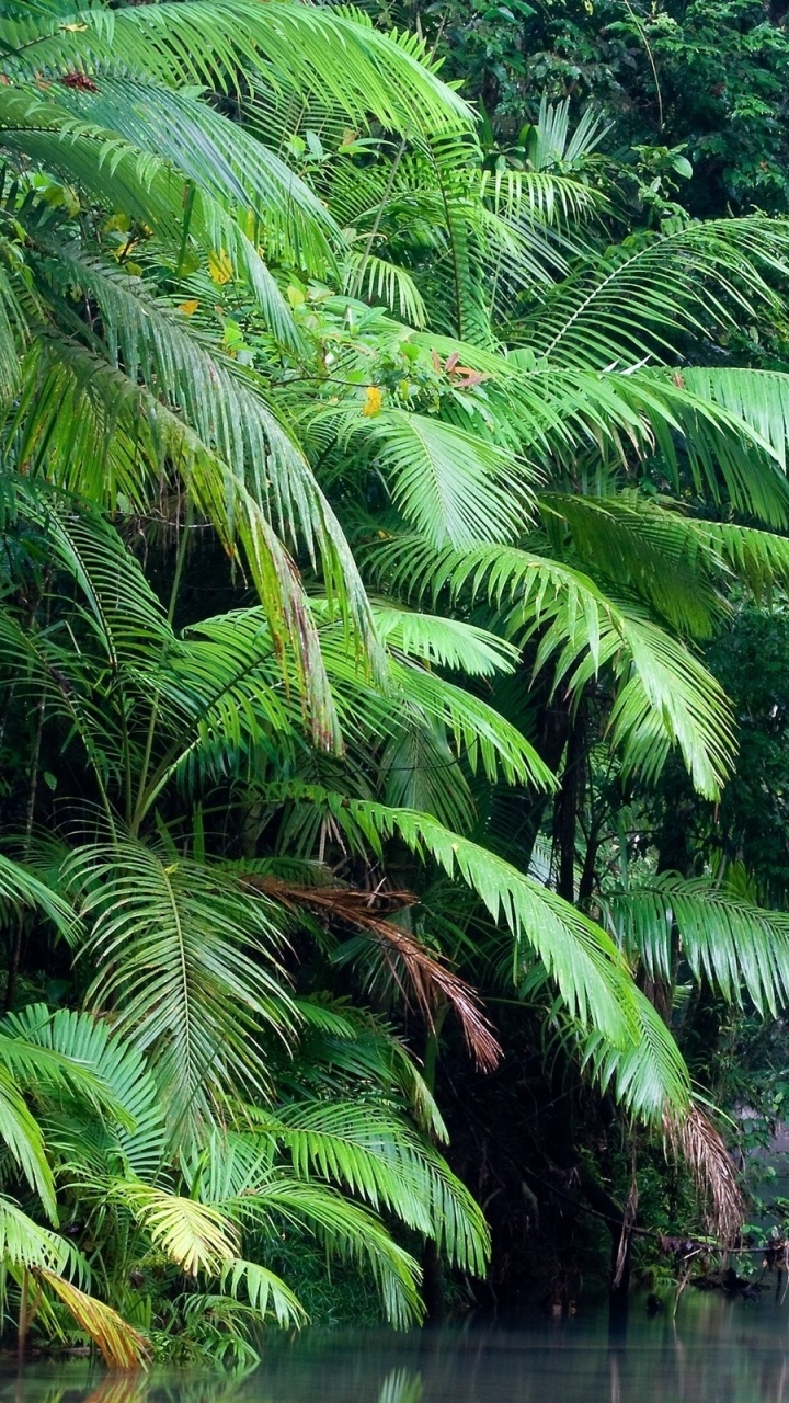 Green Palm Tree Beside River During Daytime. Wallpaper in 720x1280 Resolution