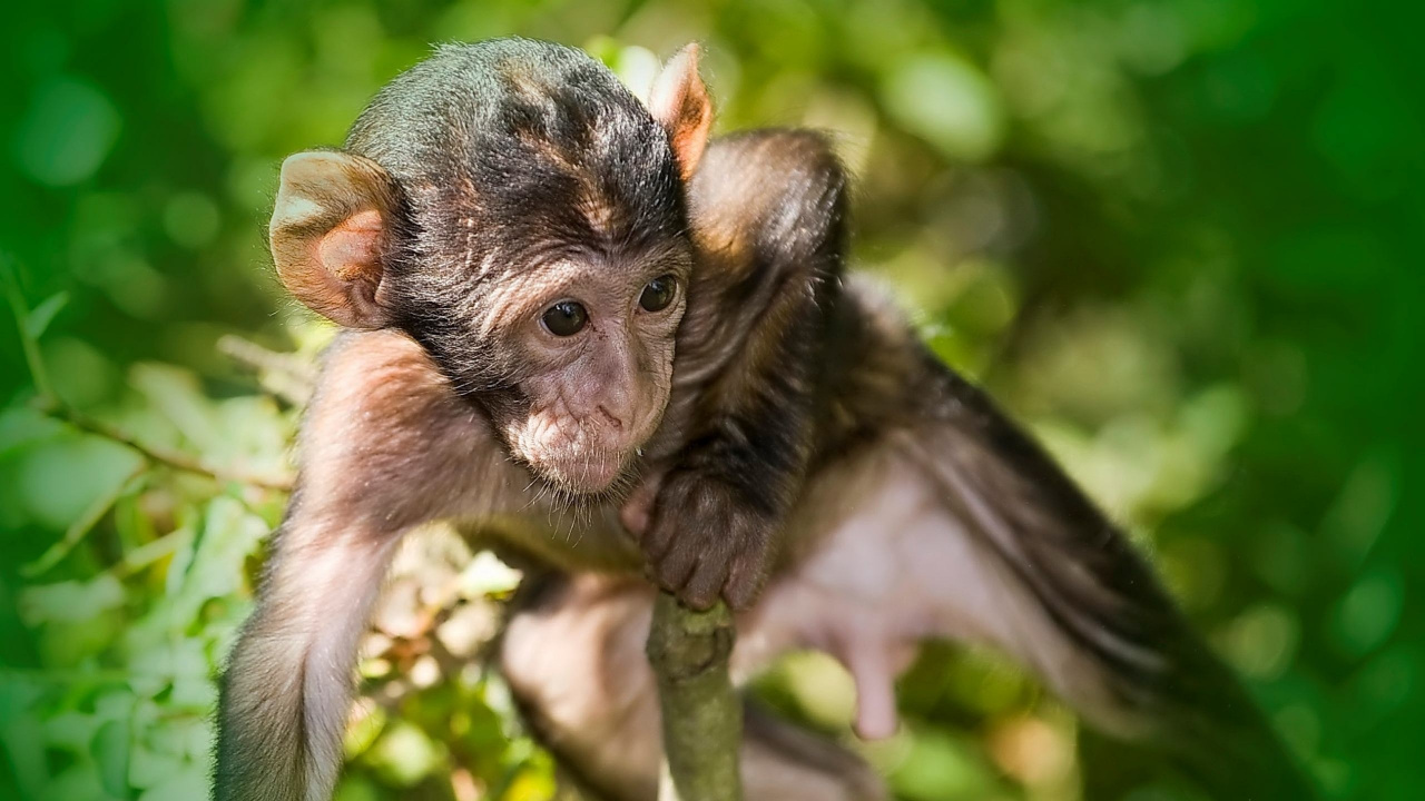 Brown Monkey on Brown Tree Branch During Daytime. Wallpaper in 1280x720 Resolution