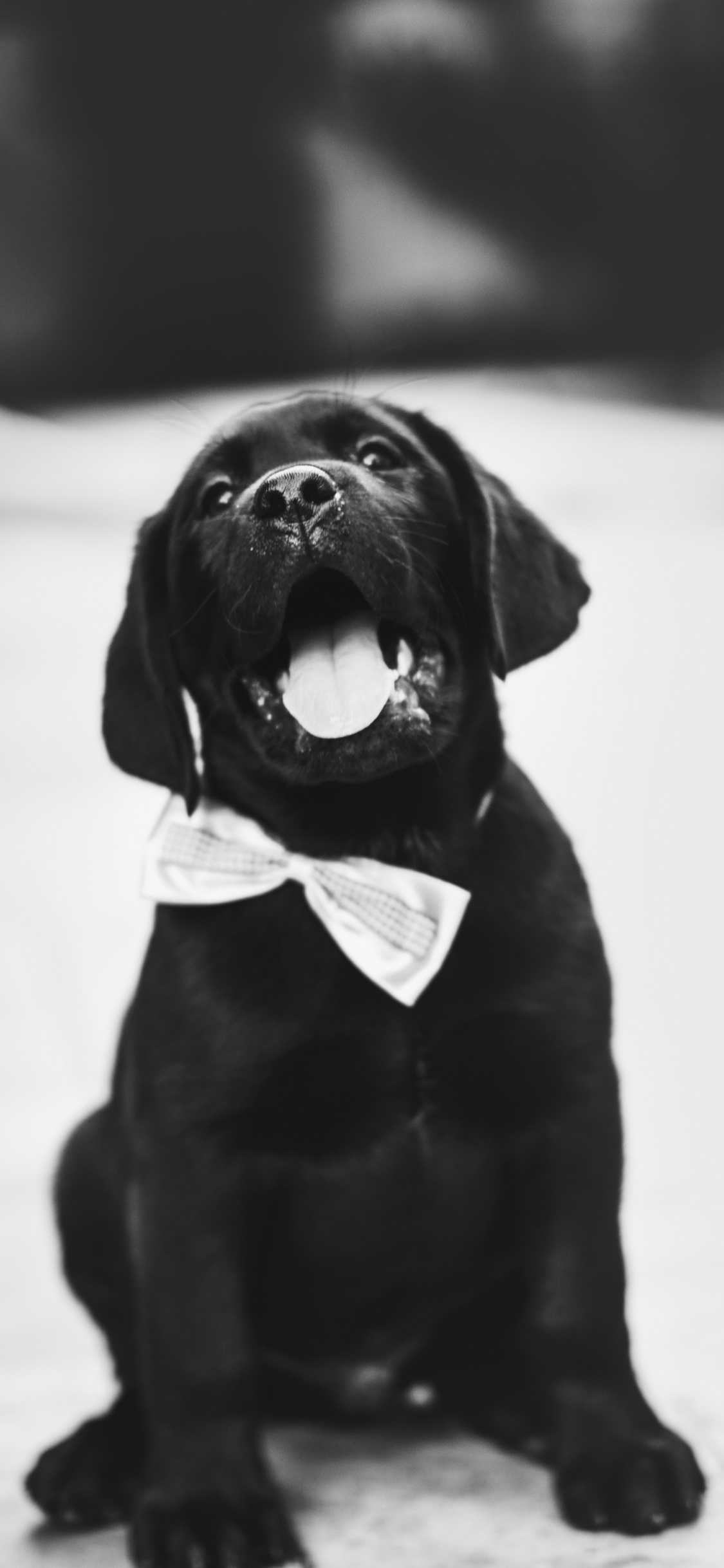 Cachorro Labrador Retriever Negro Sobre Suelo Cubierto de Nieve. Wallpaper in 1125x2436 Resolution