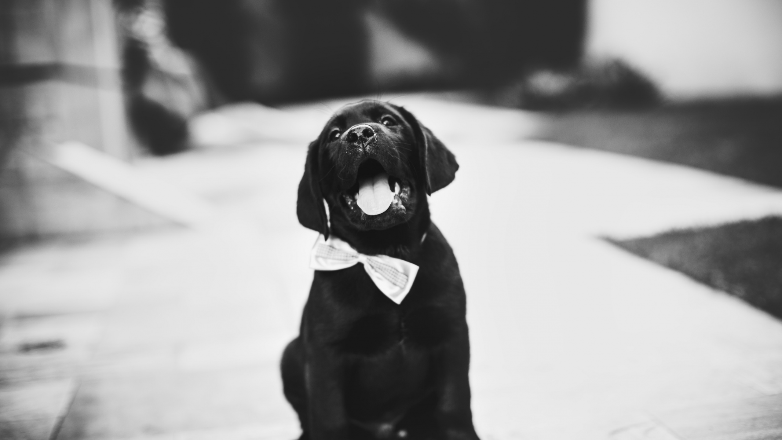 Cachorro Labrador Retriever Negro Sobre Suelo Cubierto de Nieve. Wallpaper in 2560x1440 Resolution
