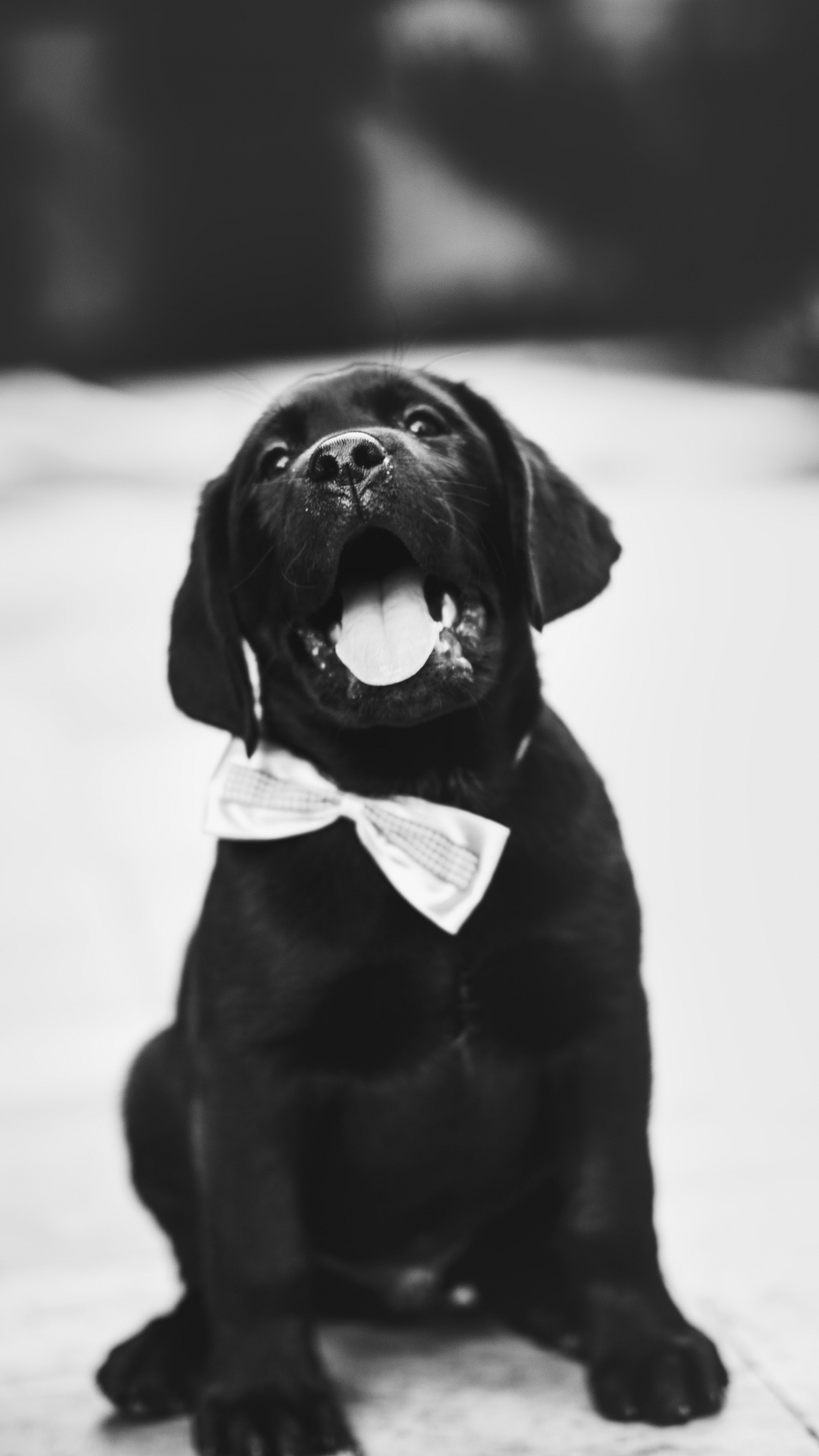 拉布拉多犬, 小狗, 黑色的, 品种的狗, 体育组 壁纸 1080x1920 允许