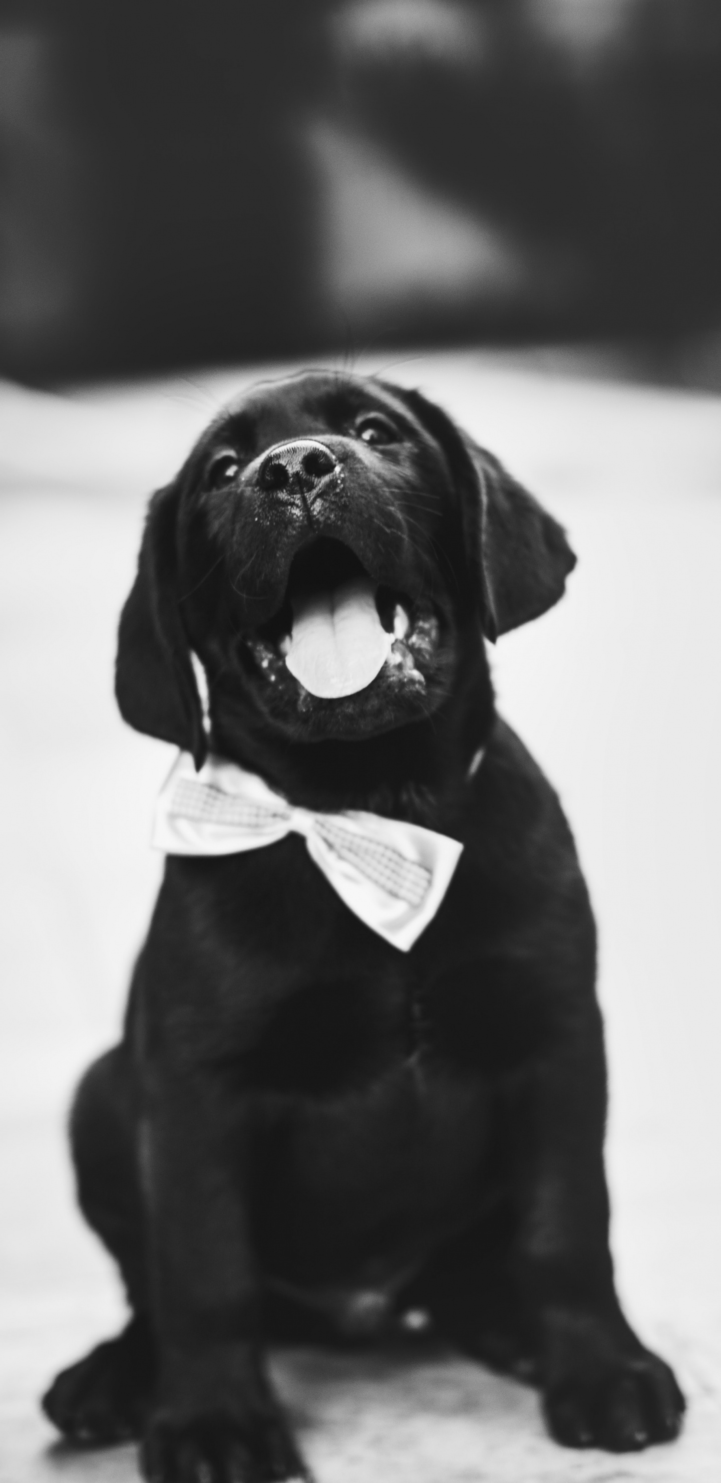 拉布拉多犬, 小狗, 黑色的, 品种的狗, 体育组 壁纸 1440x2960 允许