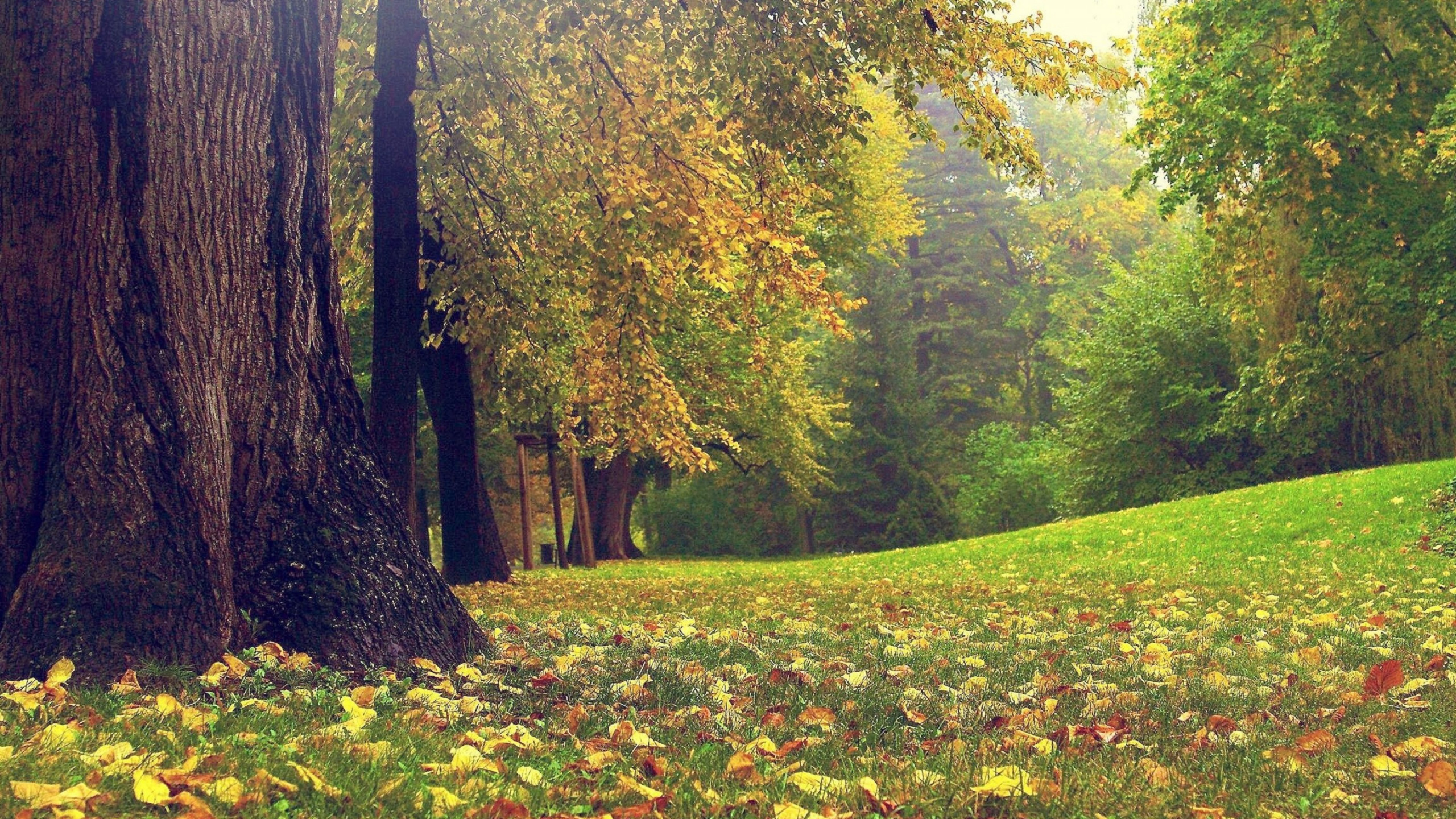 Green Grass Field With Trees. Wallpaper in 2560x1440 Resolution