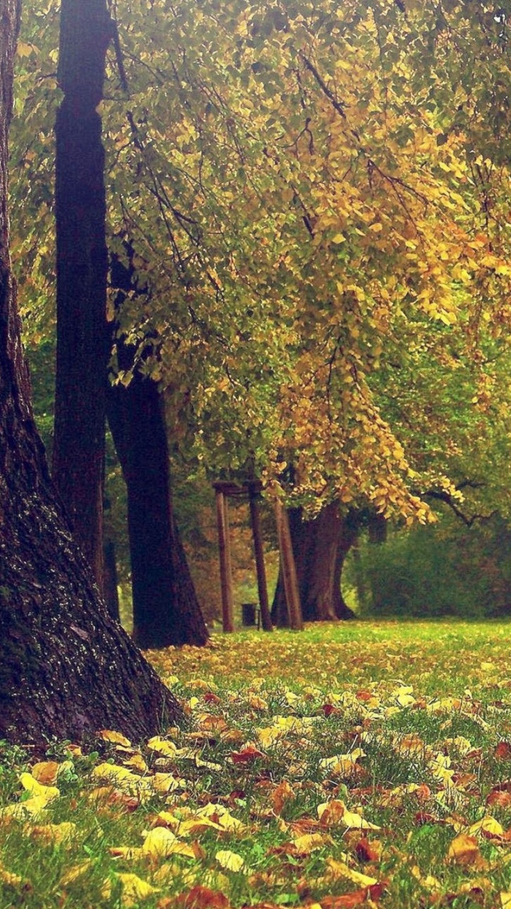 Green Grass Field With Trees. Wallpaper in 720x1280 Resolution