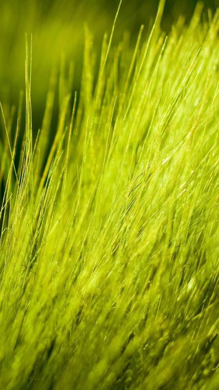 Tagsüber Grünes Weizenfeld. Wallpaper in 750x1334 Resolution