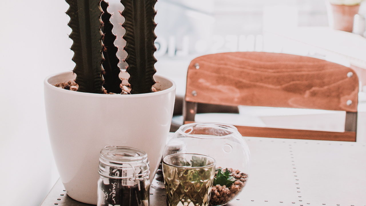 Green Cactus in White Ceramic Pot. Wallpaper in 1280x720 Resolution