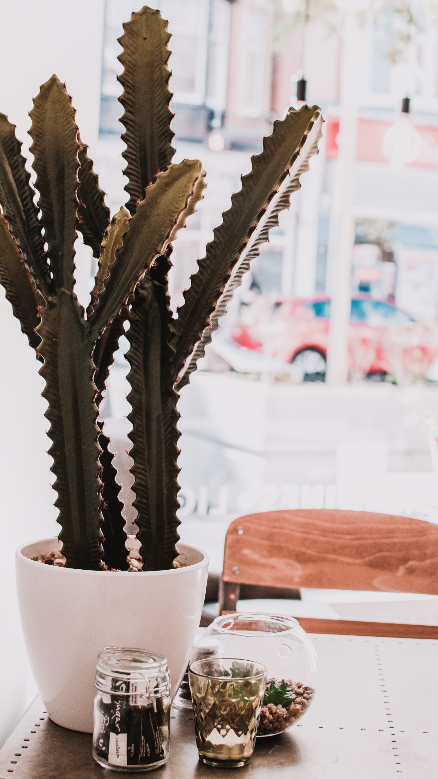 Green Cactus in White Ceramic Pot. Wallpaper in 1440x2560 Resolution
