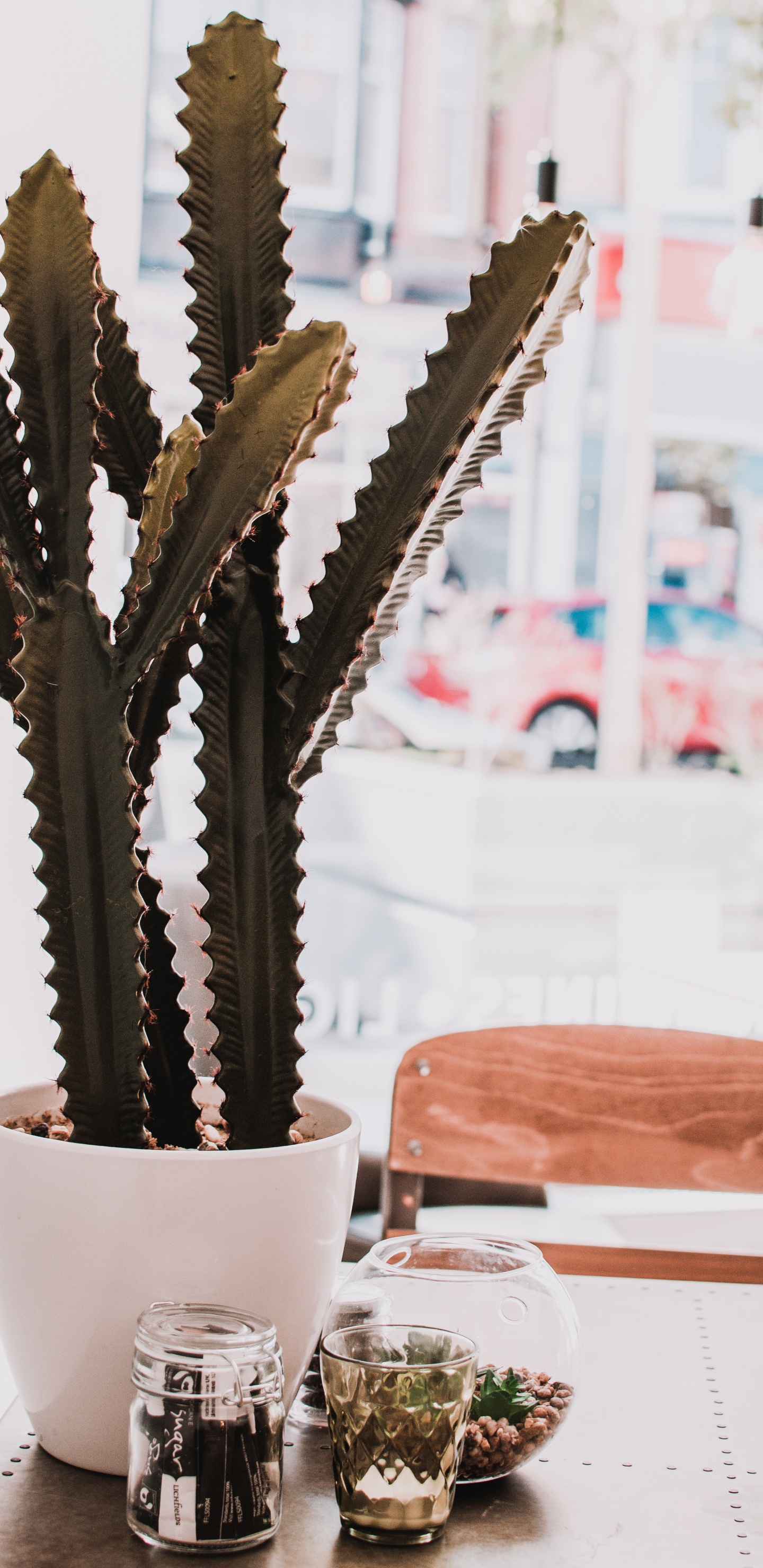 Cactus Vert Dans un Pot en Céramique Blanche. Wallpaper in 1440x2960 Resolution