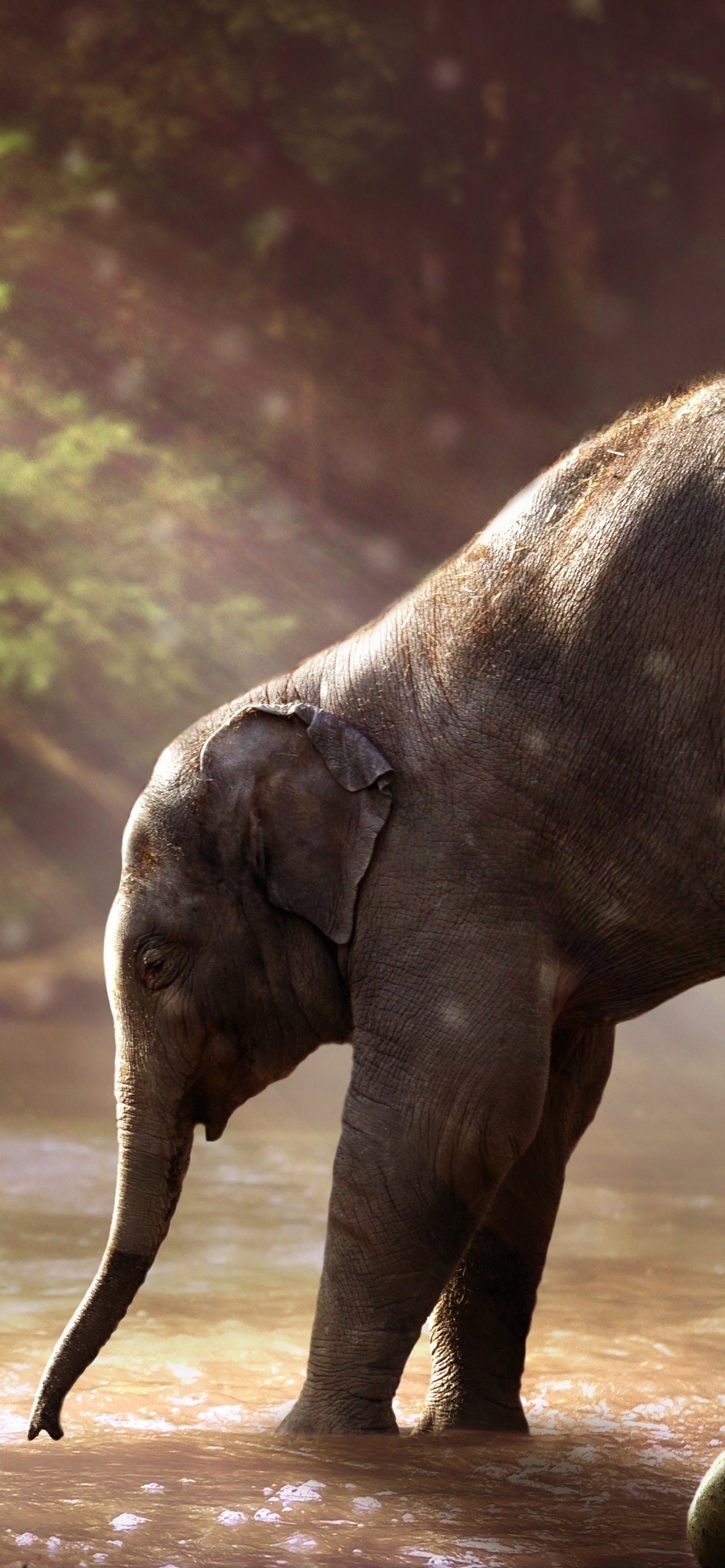 Elephant Walking on Dirt Road During Daytime. Wallpaper in 1242x2688 Resolution