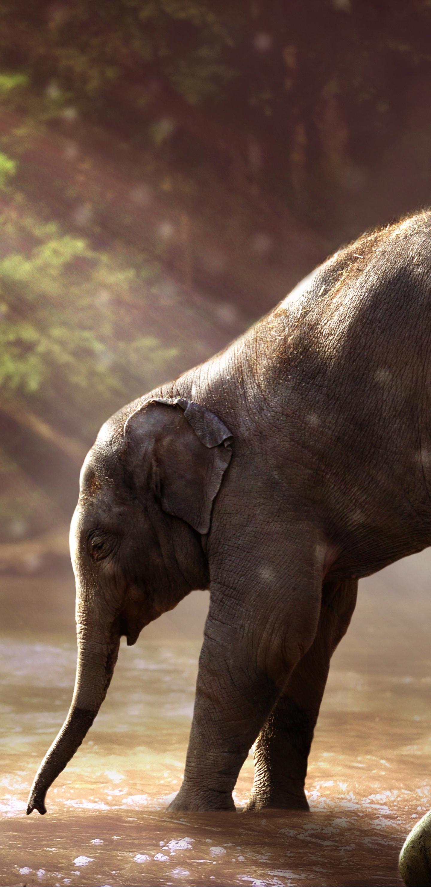 Elephant Walking on Dirt Road During Daytime. Wallpaper in 1440x2960 Resolution