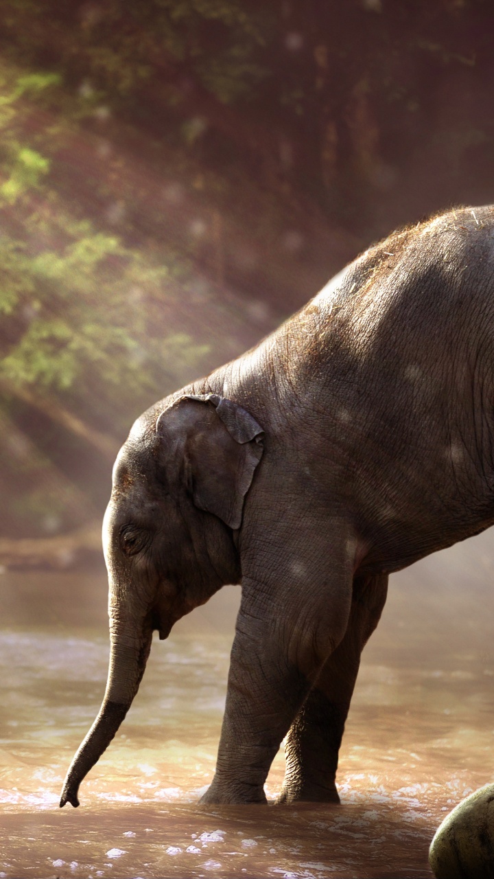 Elefant, Der Tagsüber Auf Unbefestigter Straße Läuft. Wallpaper in 720x1280 Resolution