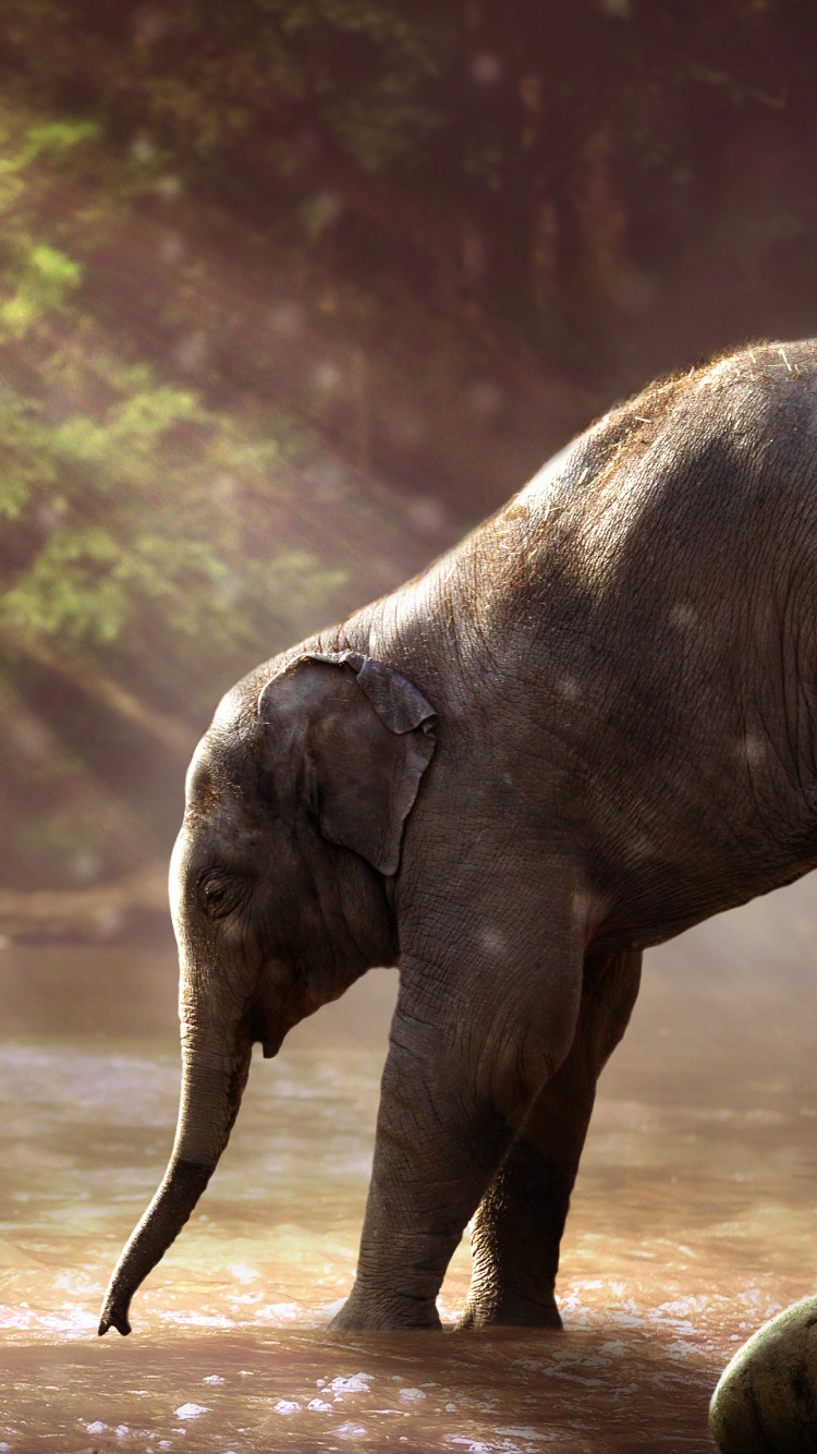 Elefant, Der Tagsüber Auf Unbefestigter Straße Läuft. Wallpaper in 750x1334 Resolution