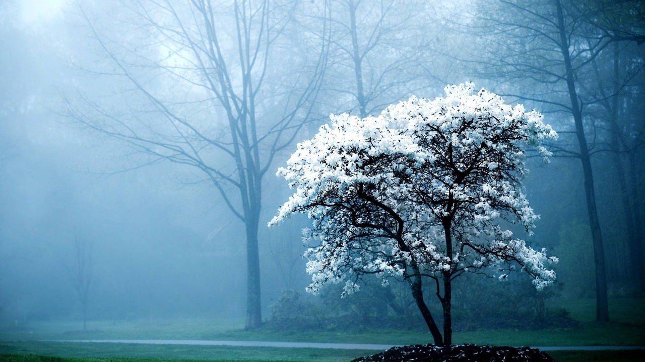 Arbre à Feuilles Blanches Sur Terrain D'herbe Verte. Wallpaper in 1280x720 Resolution