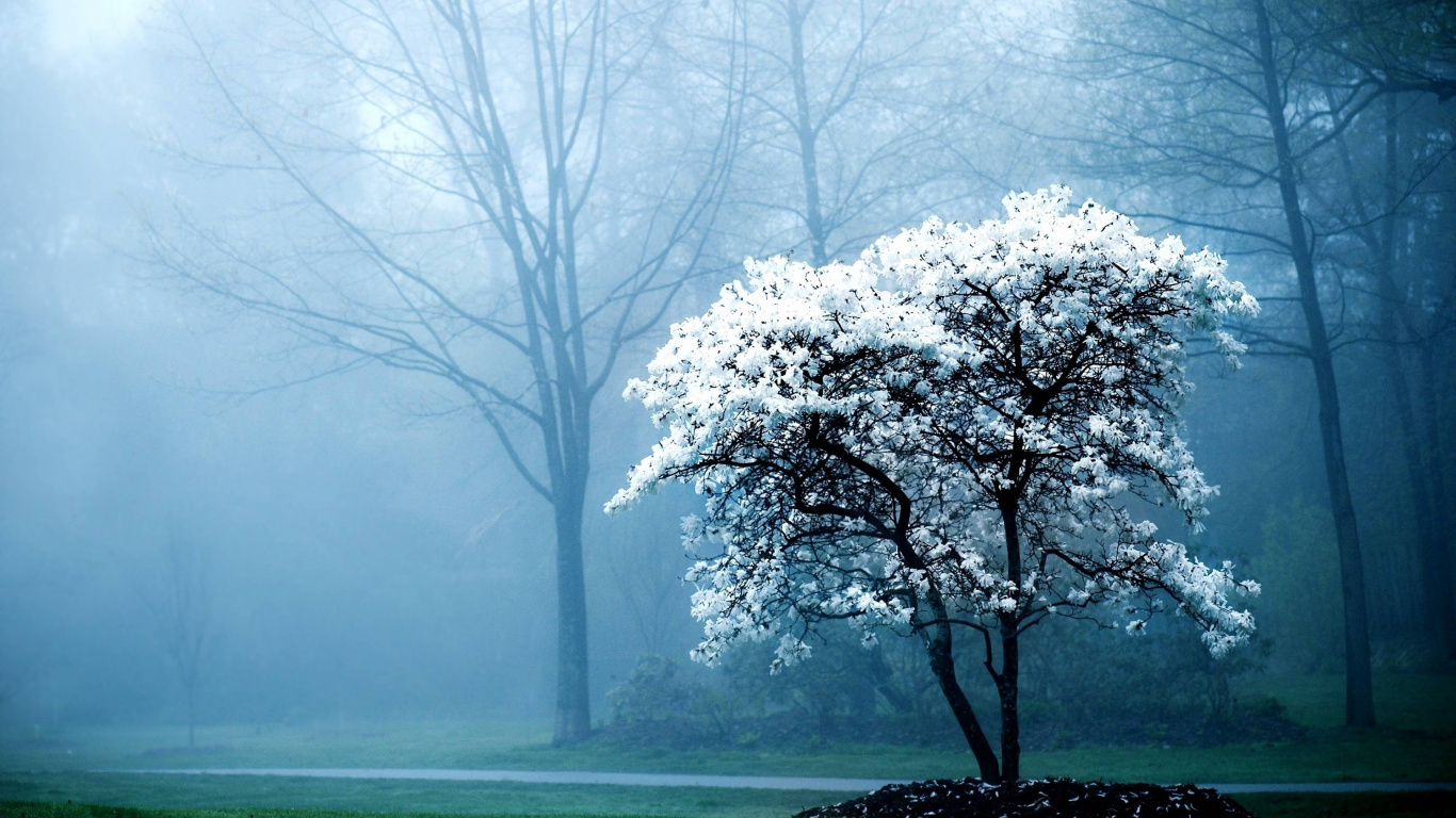 Arbre à Feuilles Blanches Sur Terrain D'herbe Verte. Wallpaper in 1366x768 Resolution