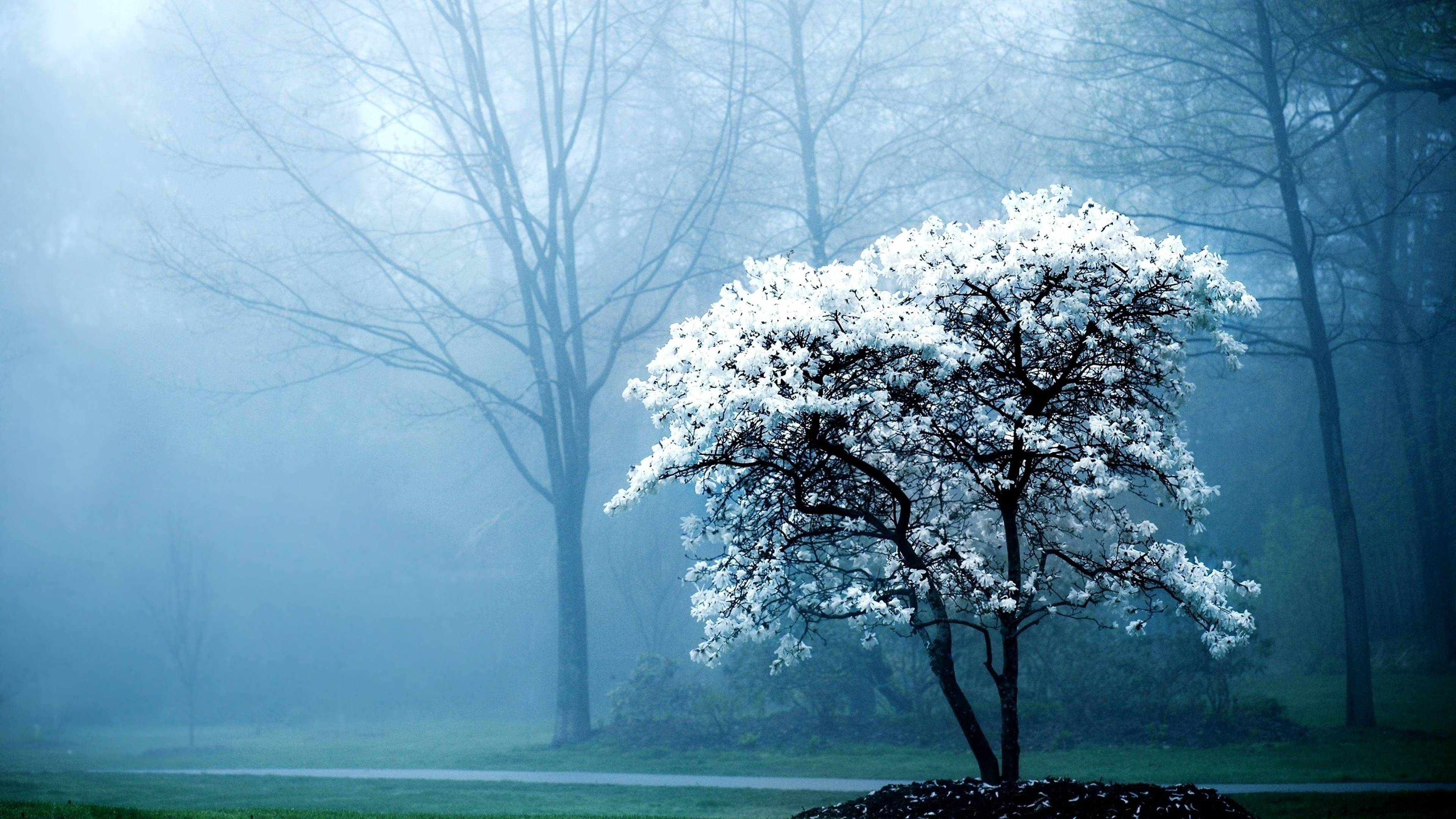 Arbre à Feuilles Blanches Sur Terrain D'herbe Verte. Wallpaper in 3840x2160 Resolution