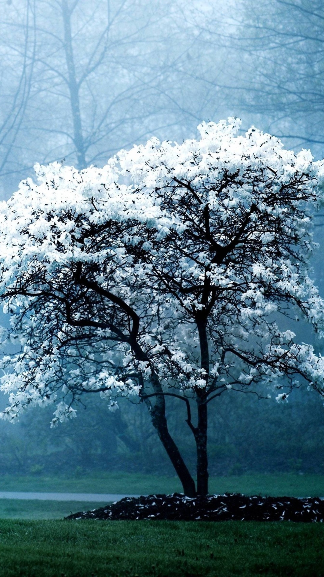 Árbol de Hoja Blanca en Campo de Hierba Verde. Wallpaper in 1080x1920 Resolution