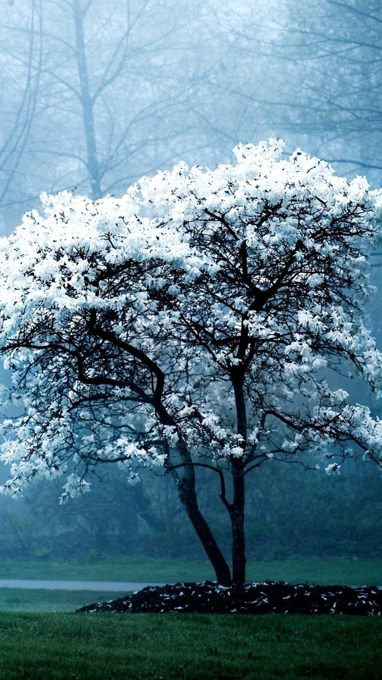 Árbol de Hoja Blanca en Campo de Hierba Verde. Wallpaper in 750x1334 Resolution