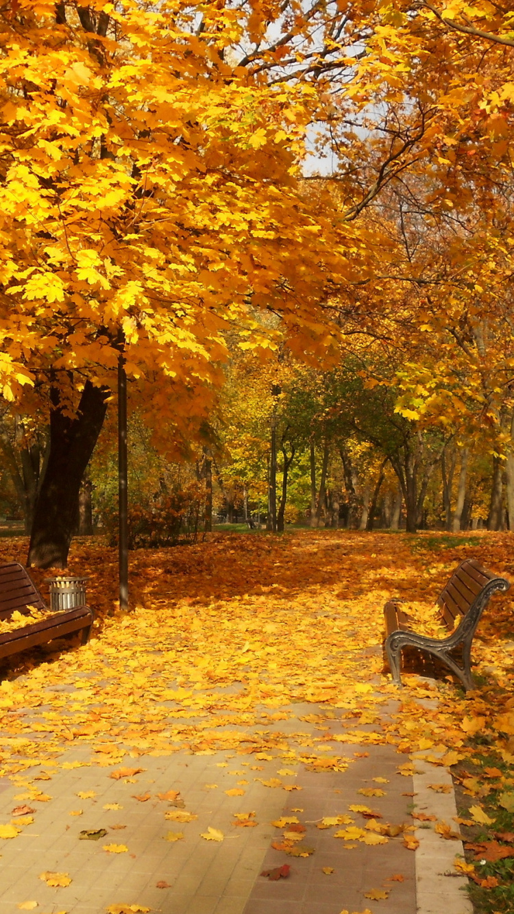 Brown Wooden Bench Under Yellow Leaf Trees. Wallpaper in 750x1334 Resolution