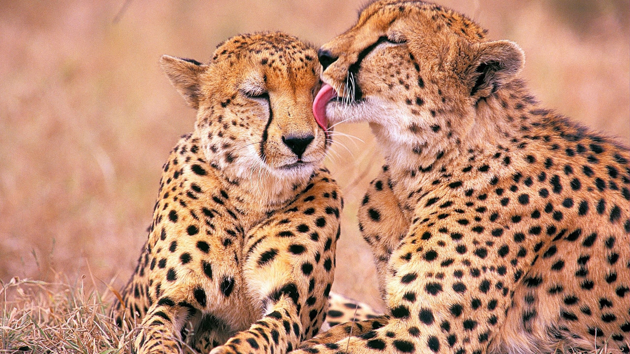 Guépard Allongé Sur L'herbe Brune Pendant la Journée. Wallpaper in 1280x720 Resolution