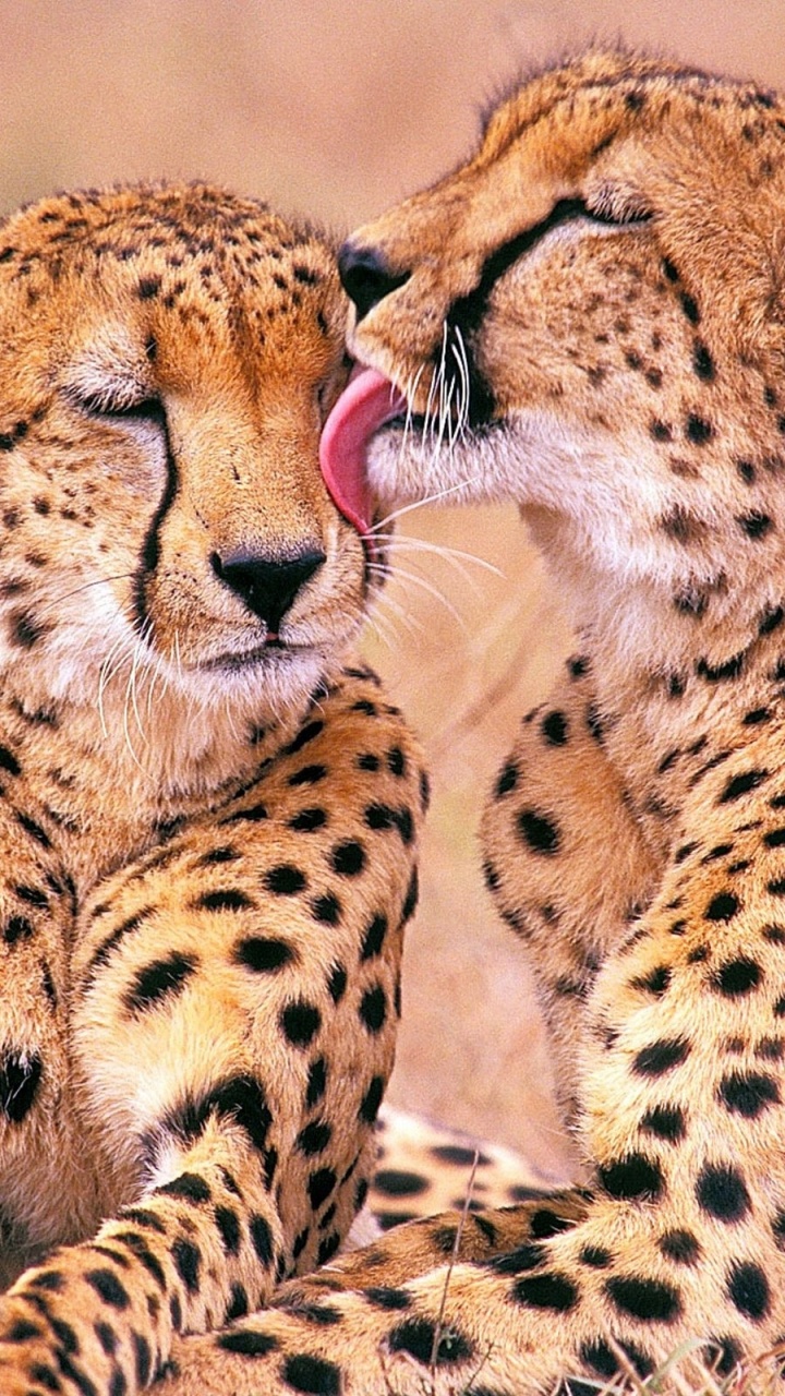 Guépard Allongé Sur L'herbe Brune Pendant la Journée. Wallpaper in 720x1280 Resolution