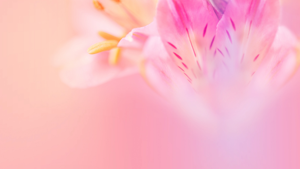 Huawei, Huawei Nova, Huawei Nova 3, Huawei Nova 3e Stock, Huawei Nova 3e. Wallpaper in 1280x720 Resolution