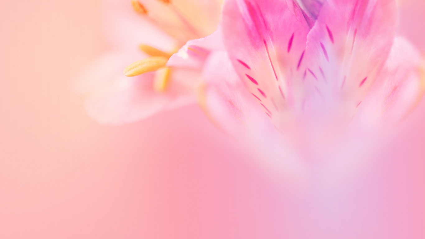 Huawei, Huawei Nova, Huawei Nova 3, Huawei Nova 3e Stock, Huawei Nova 3e. Wallpaper in 1366x768 Resolution