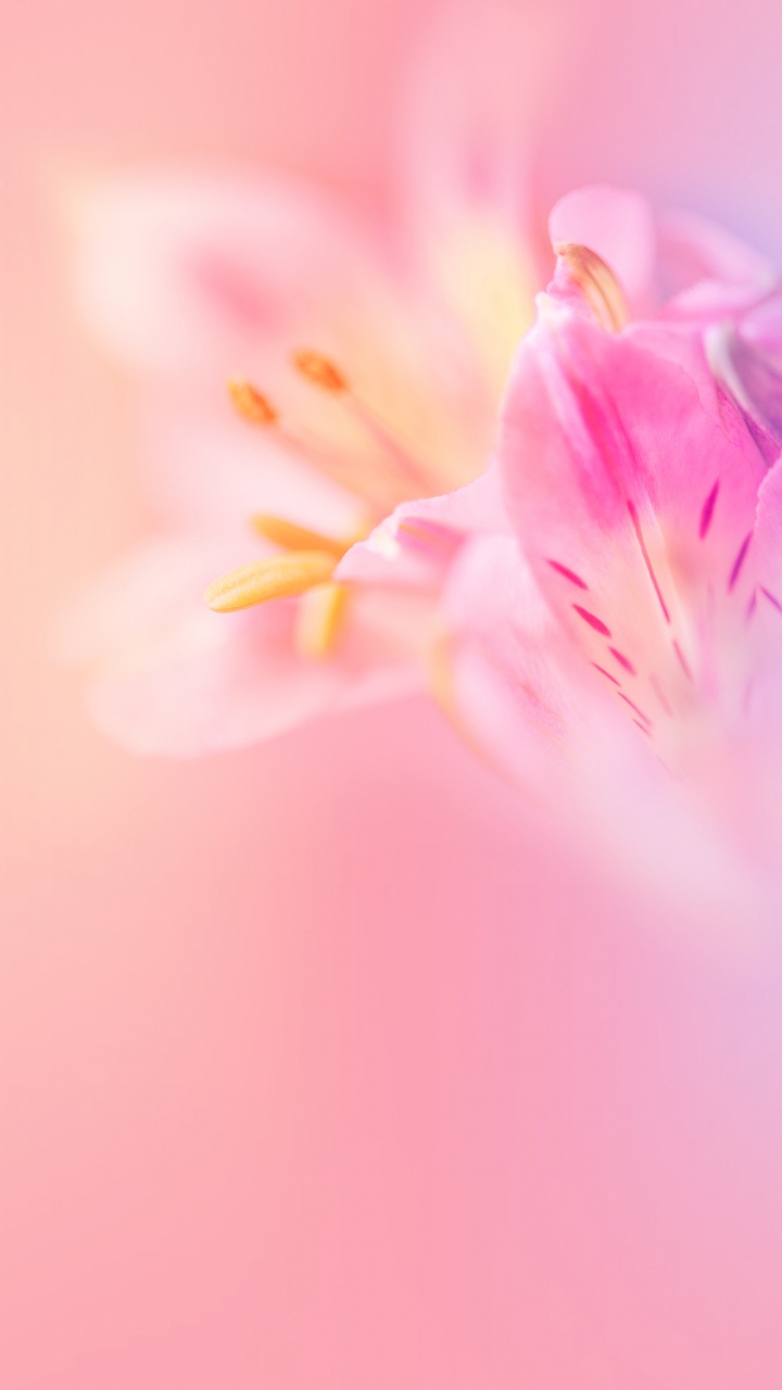 Huawei, Huawei Nova, Huawei Nova 3, Huawei Nova 3e Stock, Huawei Nova 3e. Wallpaper in 720x1280 Resolution