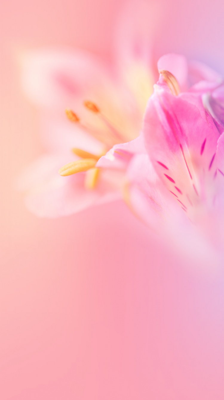 Huawei, Huawei Nova, Huawei Nova 3, Huawei Nova 3e Stock, Huawei Nova 3e. Wallpaper in 750x1334 Resolution