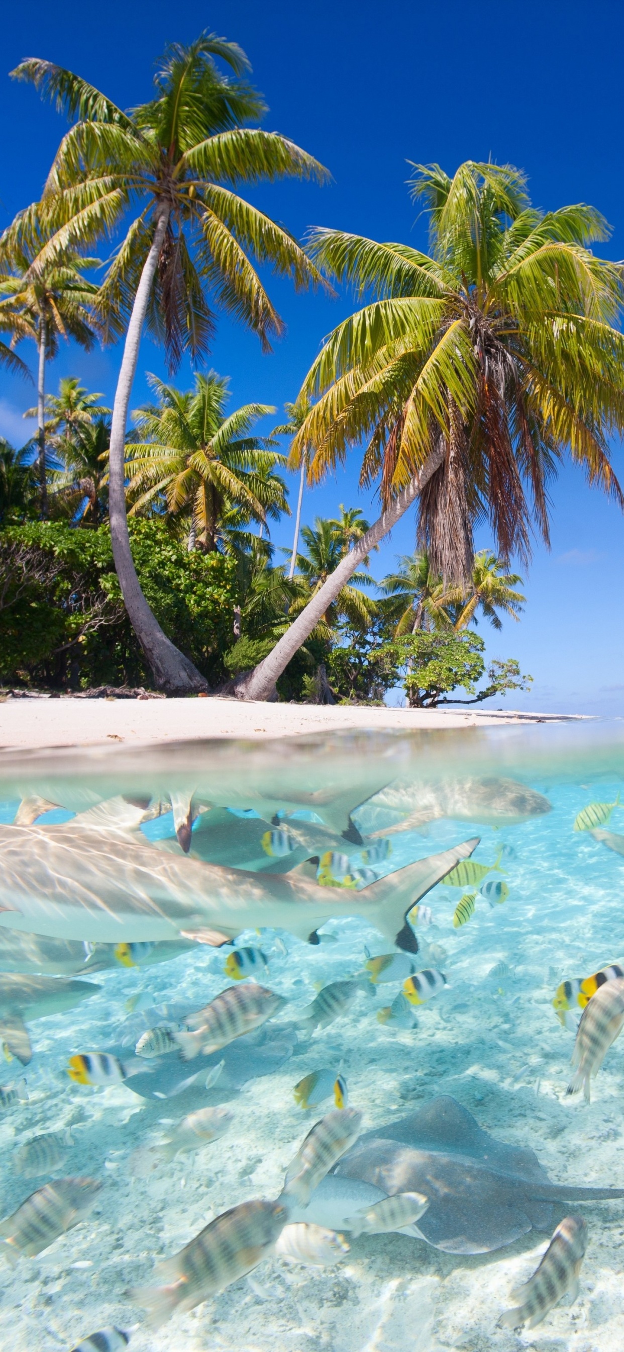 Green Palm Tree Near Body of Water During Daytime. Wallpaper in 1242x2688 Resolution