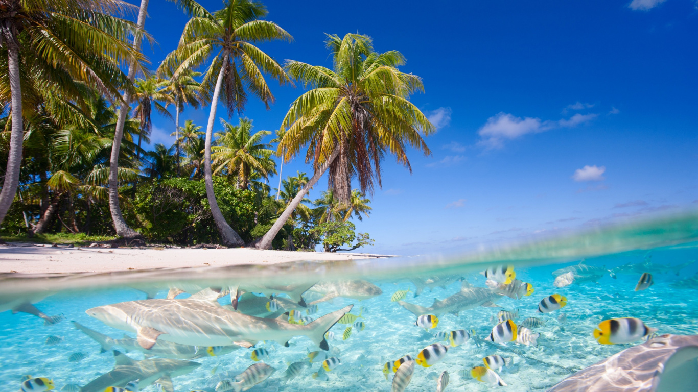 Green Palm Tree Near Body of Water During Daytime. Wallpaper in 1366x768 Resolution