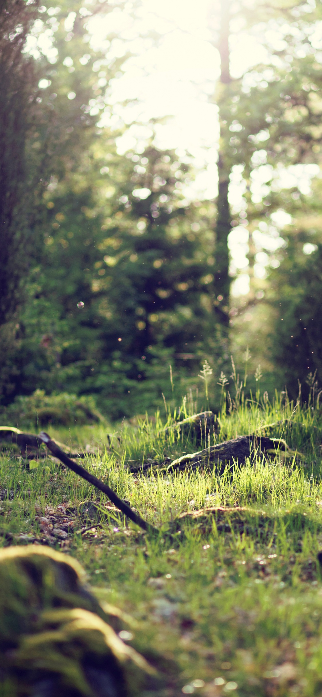 Green Grass and Trees During Daytime. Wallpaper in 1125x2436 Resolution