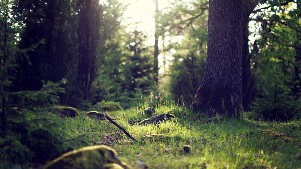 Green Grass and Trees During Daytime. Wallpaper in 1280x720 Resolution