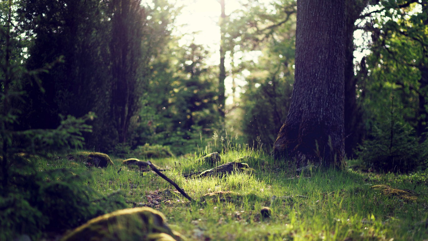 Green Grass and Trees During Daytime. Wallpaper in 1366x768 Resolution