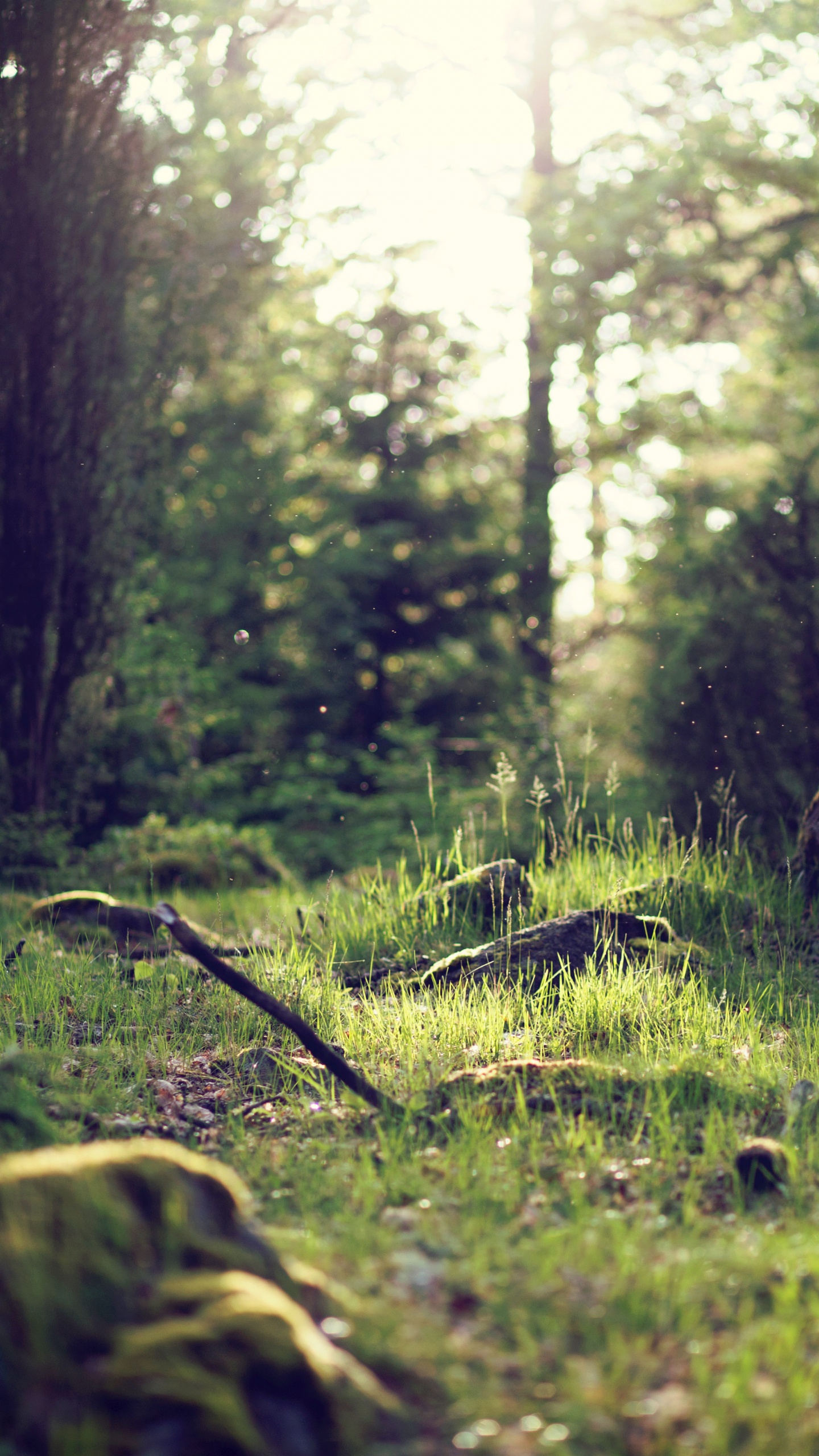 Green Grass and Trees During Daytime. Wallpaper in 1440x2560 Resolution