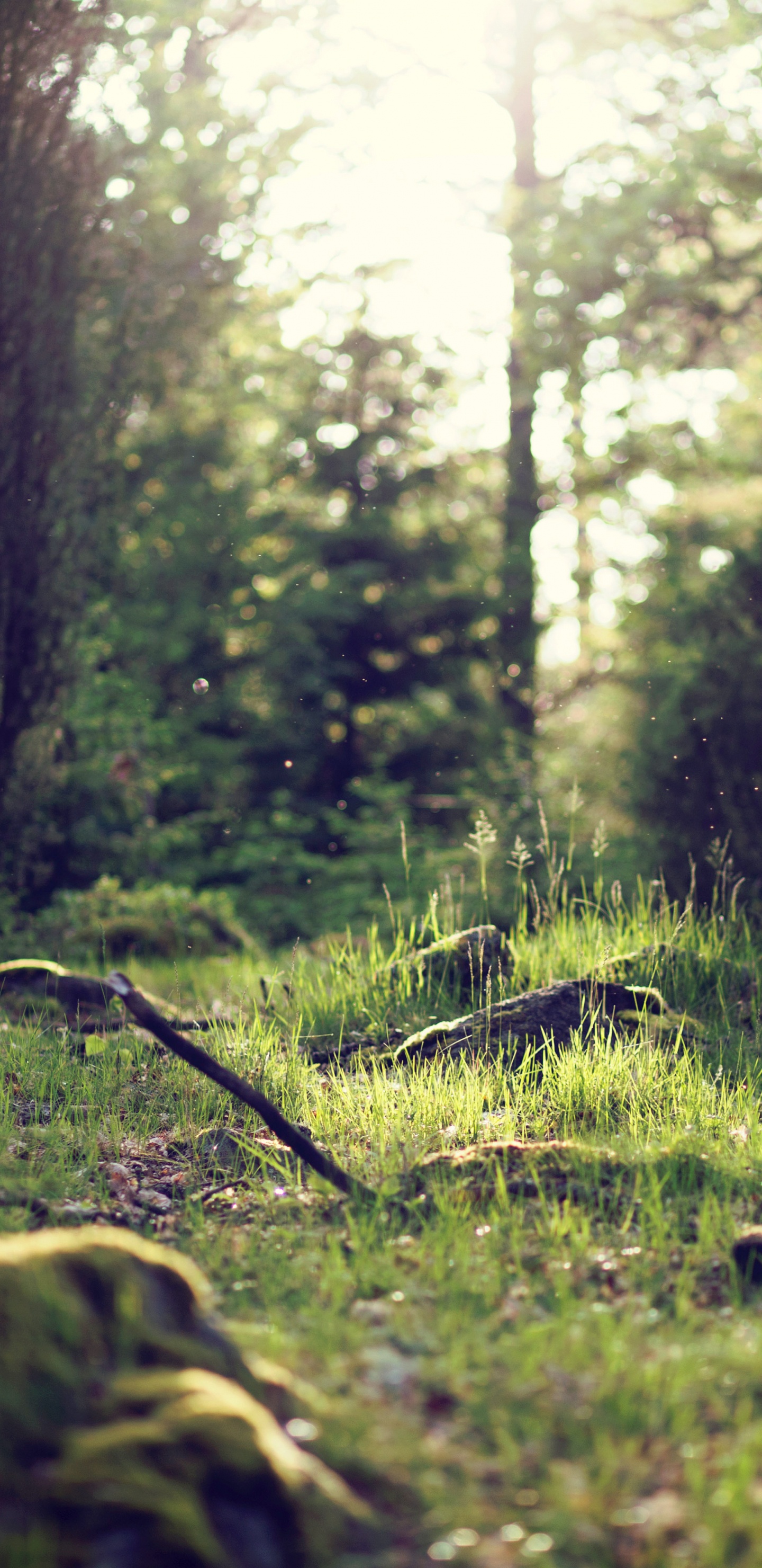 Green Grass and Trees During Daytime. Wallpaper in 1440x2960 Resolution