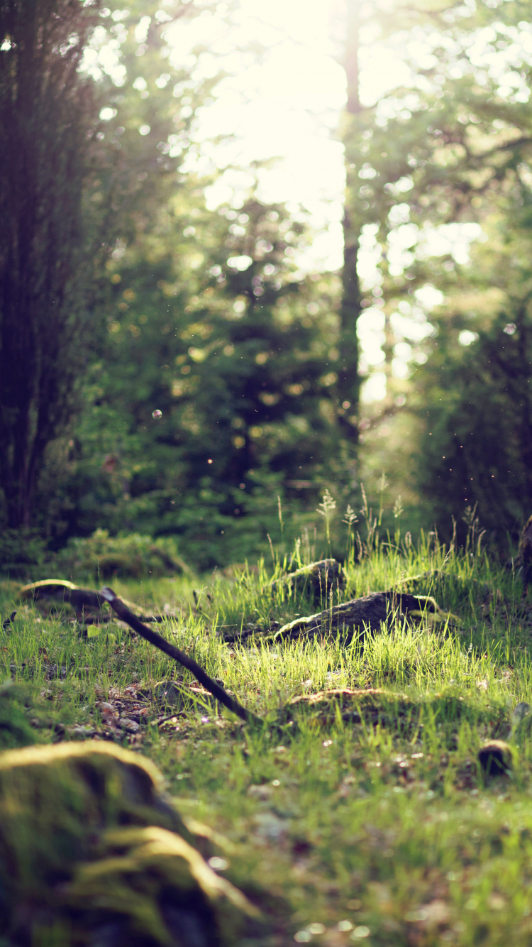 Green Grass and Trees During Daytime. Wallpaper in 750x1334 Resolution