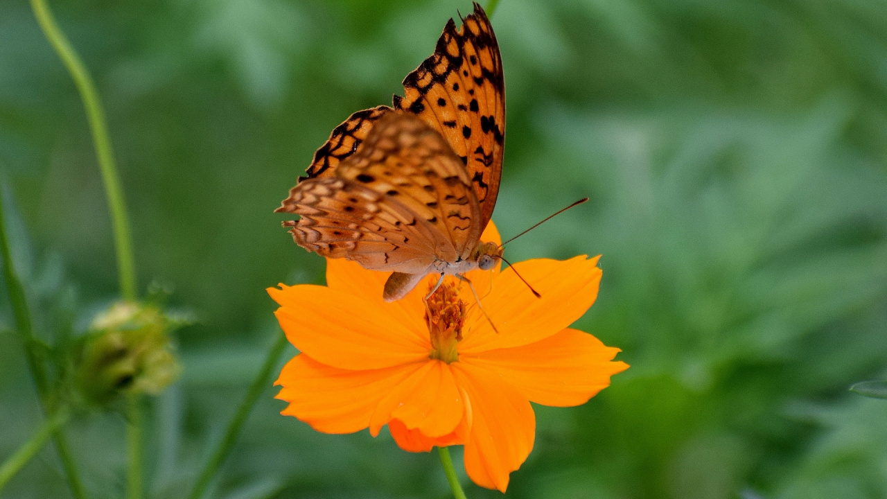 Brown and White Butterfly on Yellow Flower. Wallpaper in 1280x720 Resolution
