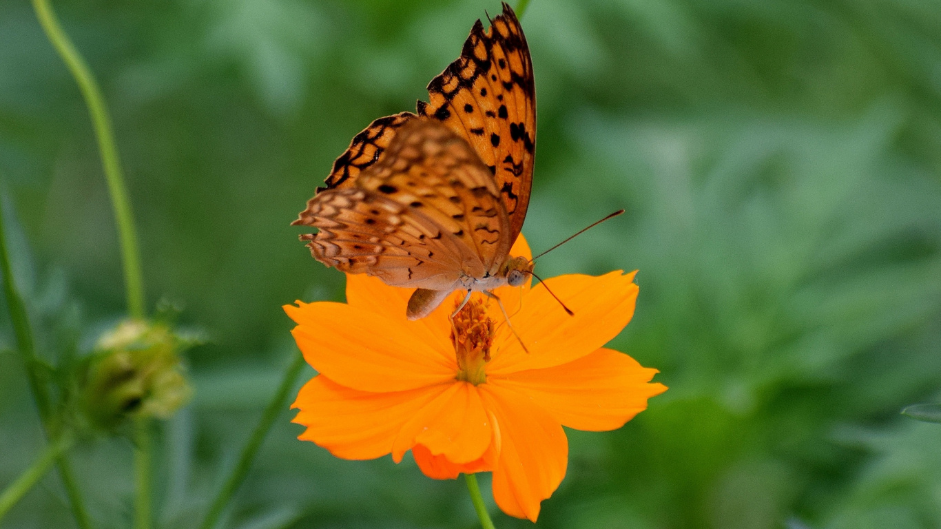 Brown and White Butterfly on Yellow Flower. Wallpaper in 1366x768 Resolution