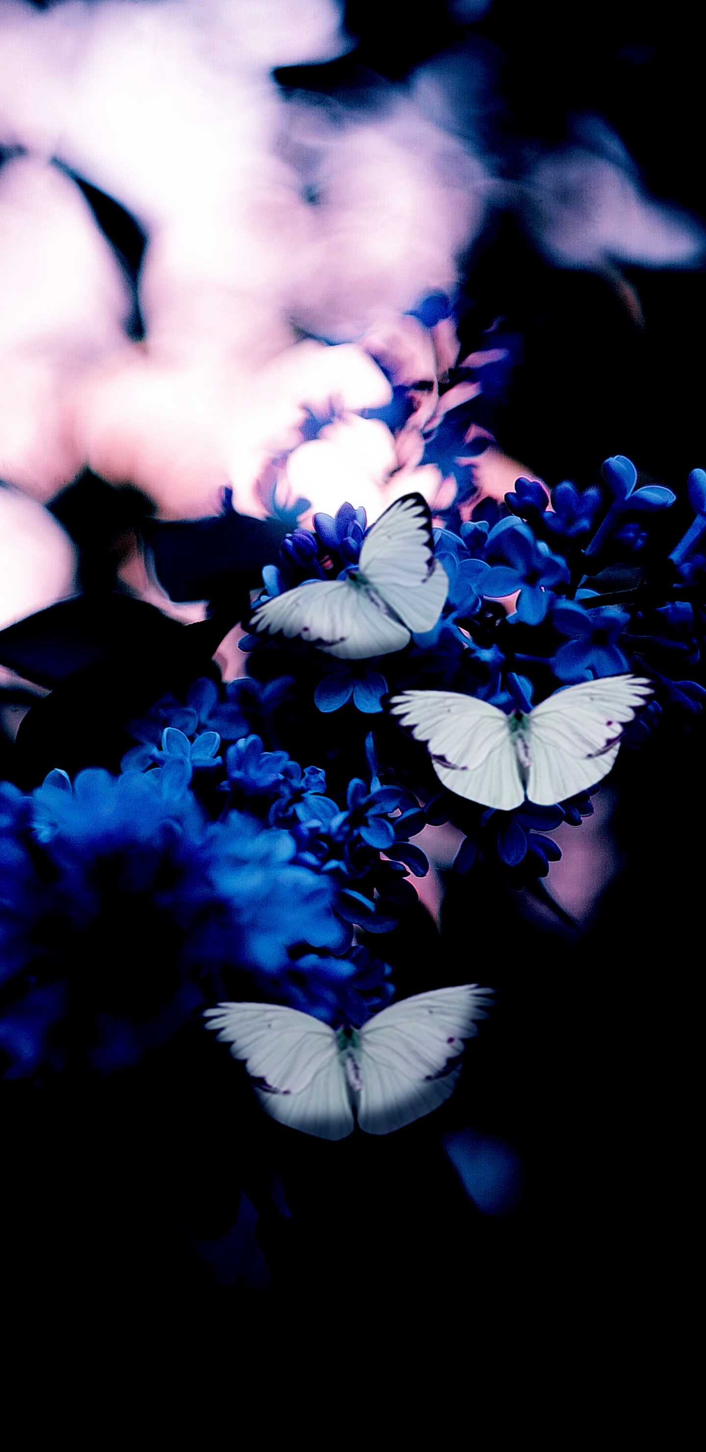 黄色的, 昆虫, 节肢动物, 紫色的, Azure 壁纸 1440x2960 允许