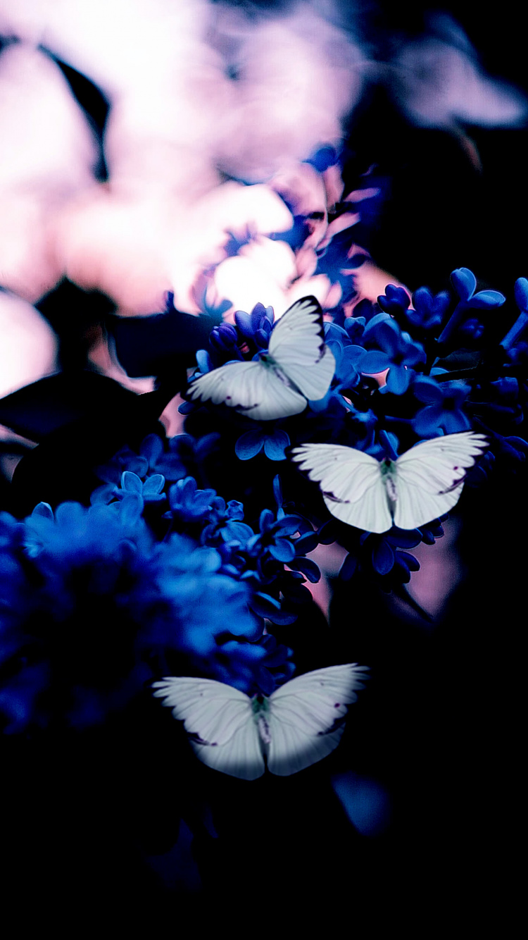 黄色的, 昆虫, 节肢动物, 紫色的, Azure 壁纸 750x1334 允许