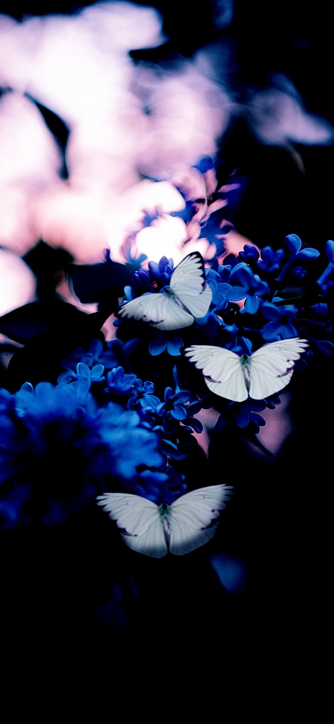 Mariposa Azul, Azul, Mariposa Azul Oscuro, Amarillo, Mariposa. Wallpaper in 1125x2436 Resolution