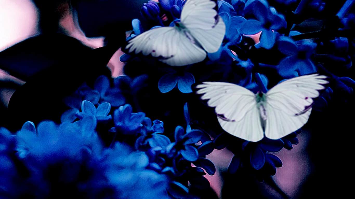 Mariposa Azul, Azul, Mariposa Azul Oscuro, Amarillo, Mariposa. Wallpaper in 1366x768 Resolution