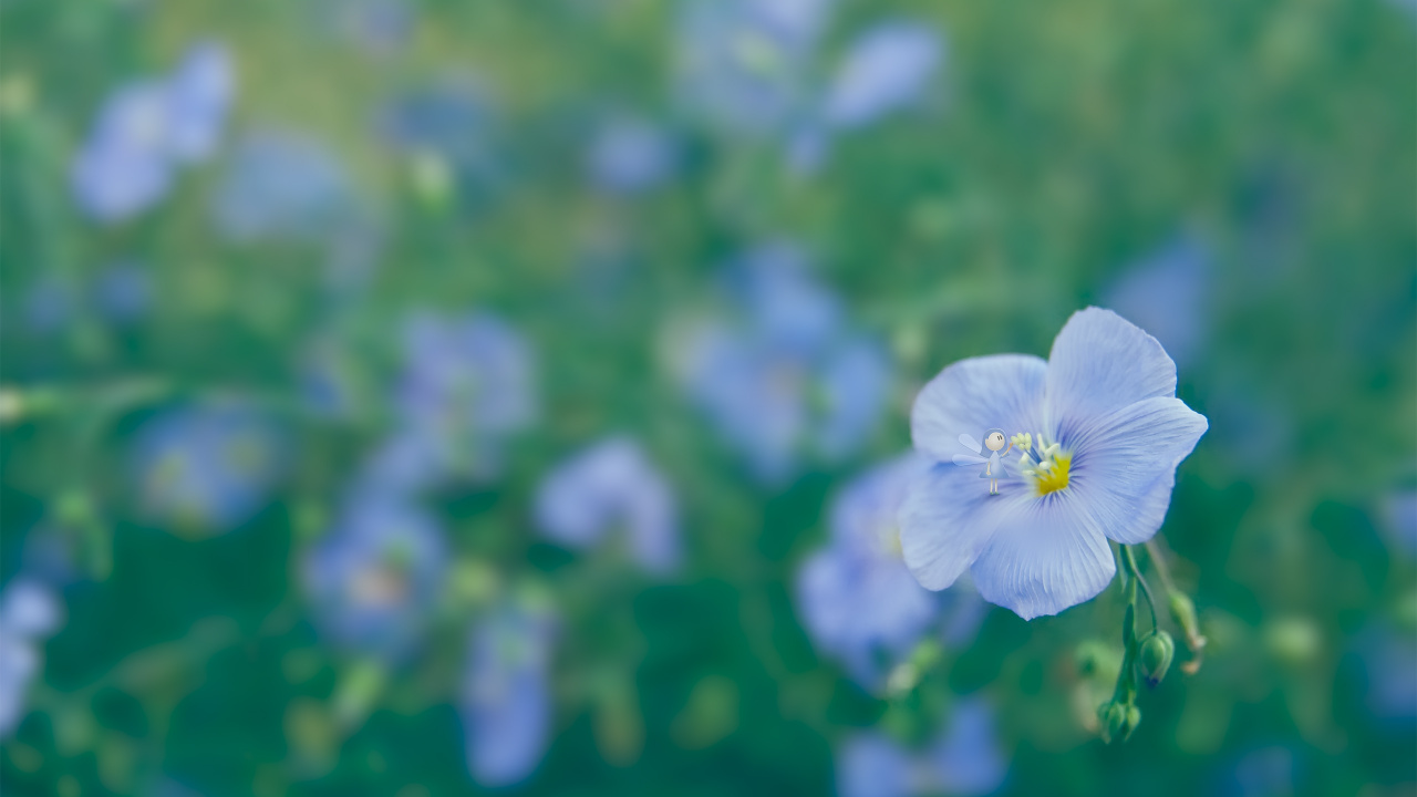 Blue Flower in Tilt Shift Lens. Wallpaper in 1280x720 Resolution